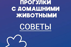 Прогулки с домашними животными: бережём себя и любимца